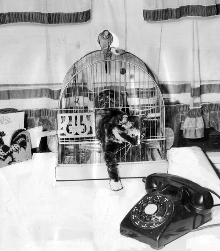 Calico Cat Capers With Parakeet Pal