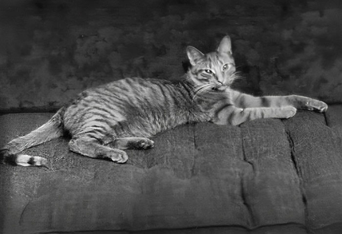 Portrait Of Buzzer The Cat