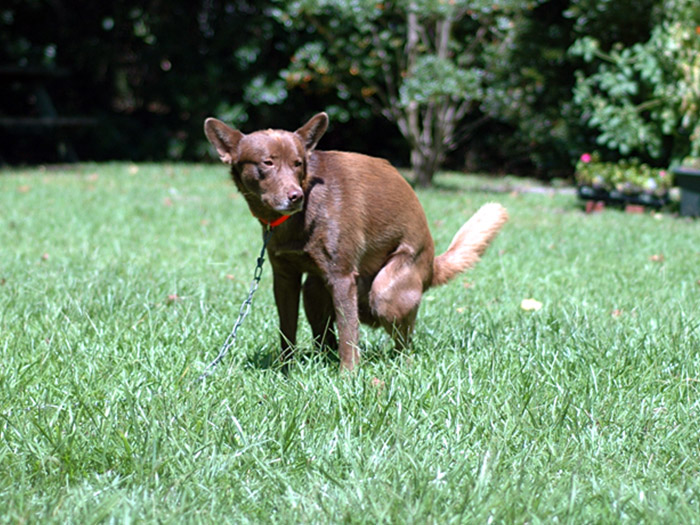 Neighbors Won&rsquo;t Pick Up After Their Dog, Guy Enjoys Watching Them Losing Their Minds After His Revenge