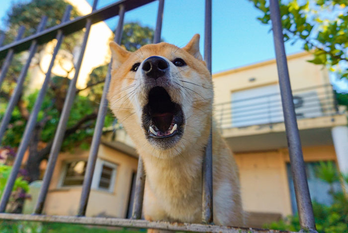 Neighbors Won&rsquo;t Pick Up After Their Dog, Guy Enjoys Watching Them Losing Their Minds After His Revenge