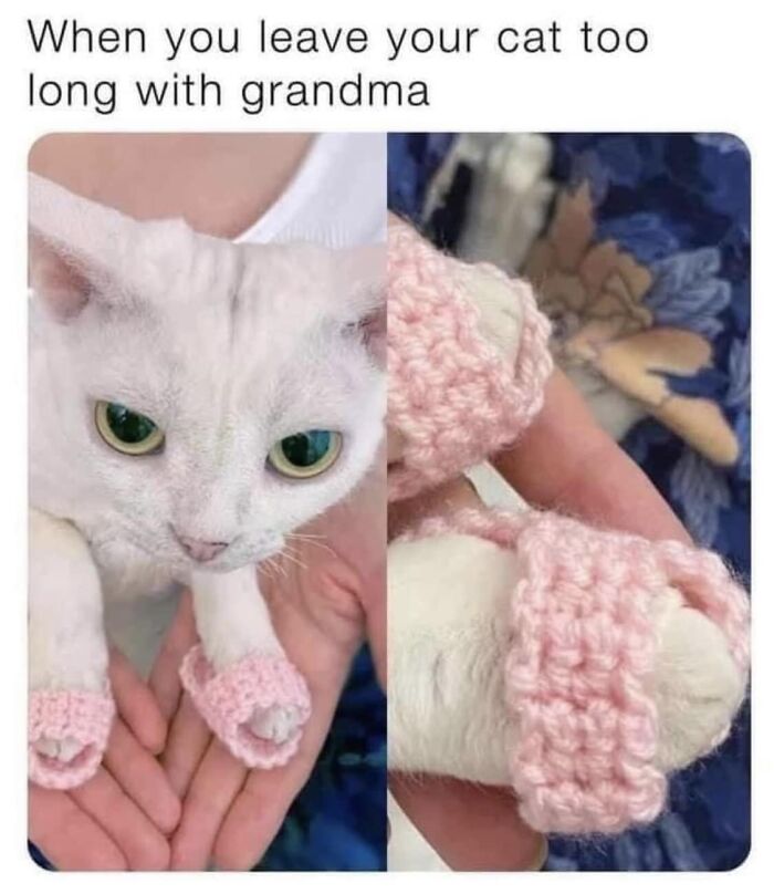 Now To Get Myself 3 Cats!