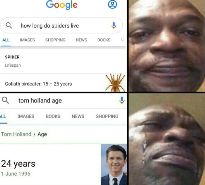 Spiderman meme showing Google search results comparing spider lifespan with Tom Holland's age and a man's crying reaction.