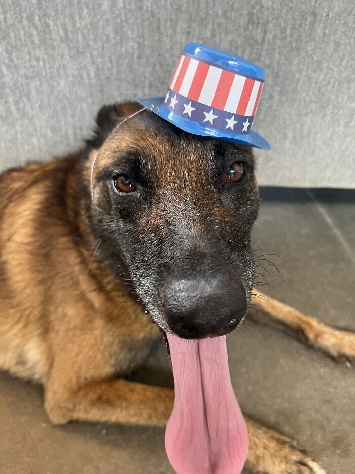 Kilo A Yankee Doodle Dandy