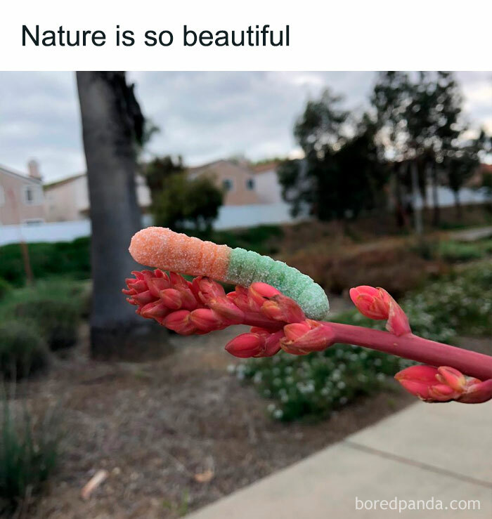 The-Weird-Side-Of-The-Internet