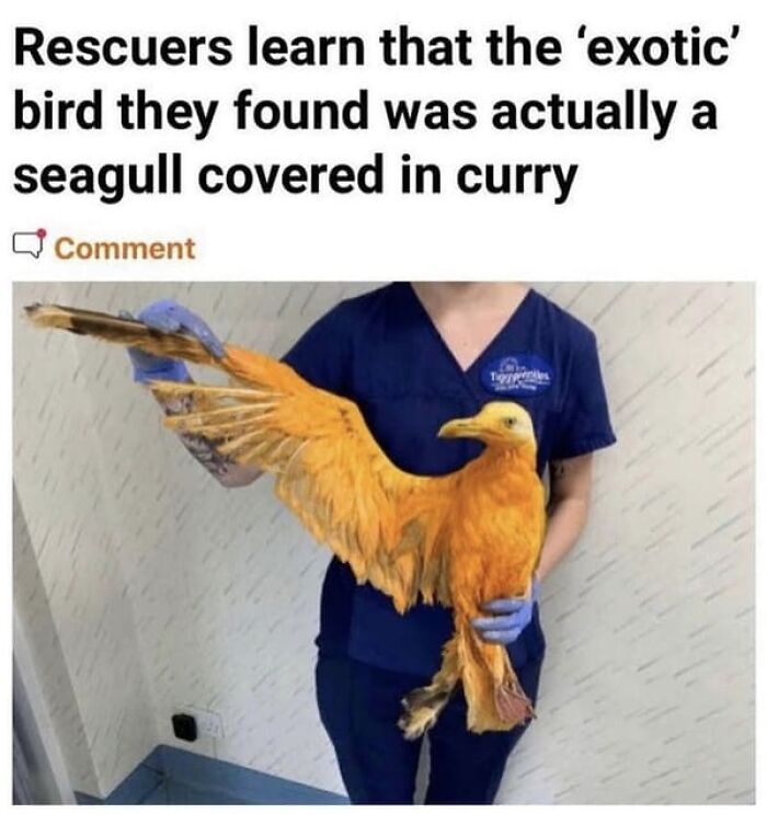 Things-That-Look-Alike