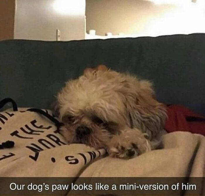 Things-That-Look-Alike