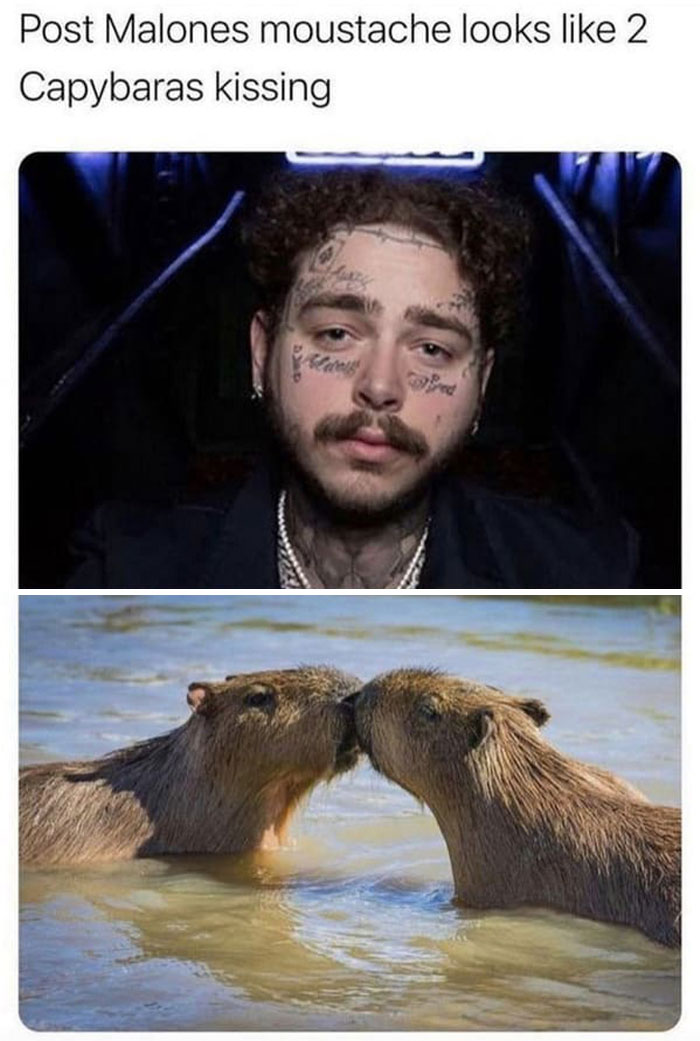 Things-That-Look-Alike