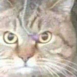 france-bourassa avatar