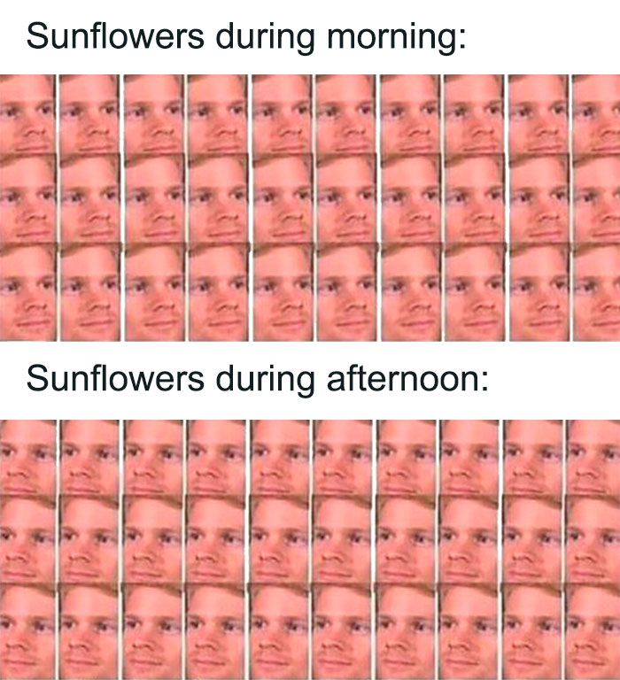 Blinking White Guy meme about sunflowers reacting to weather from morning to afternoon in a humorous way.