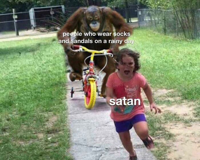 Orangutan on a bike chasing a girl, with text about socks and sandals weather meme.