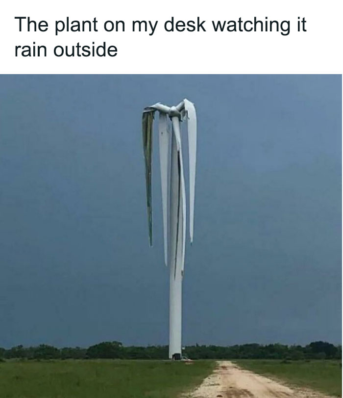 Melted windmill resembling drooping plant, with text humorously comparing it to a plant watching rain; weather meme theme.