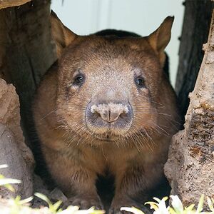 contentwombat avatar