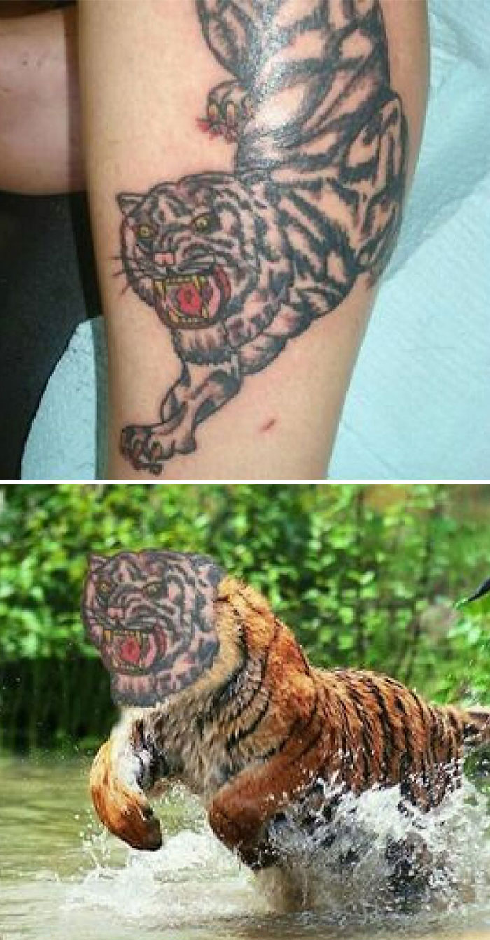 Tattoo fails featuring a poorly designed tiger tattoo compared to a real tiger in action.