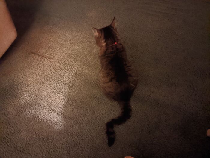 Her Tail Does This Naturally