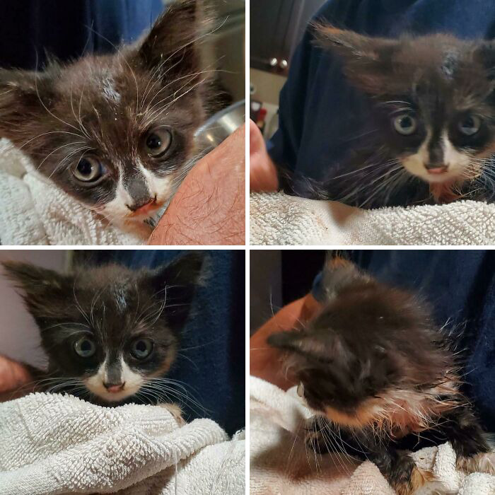 Saved This Little One. Found In A Bush. Covered In Red Ants And Fleas Being Eaten Alive. She Was Crying For Help When My Dog Found Her And Lead Me To Her