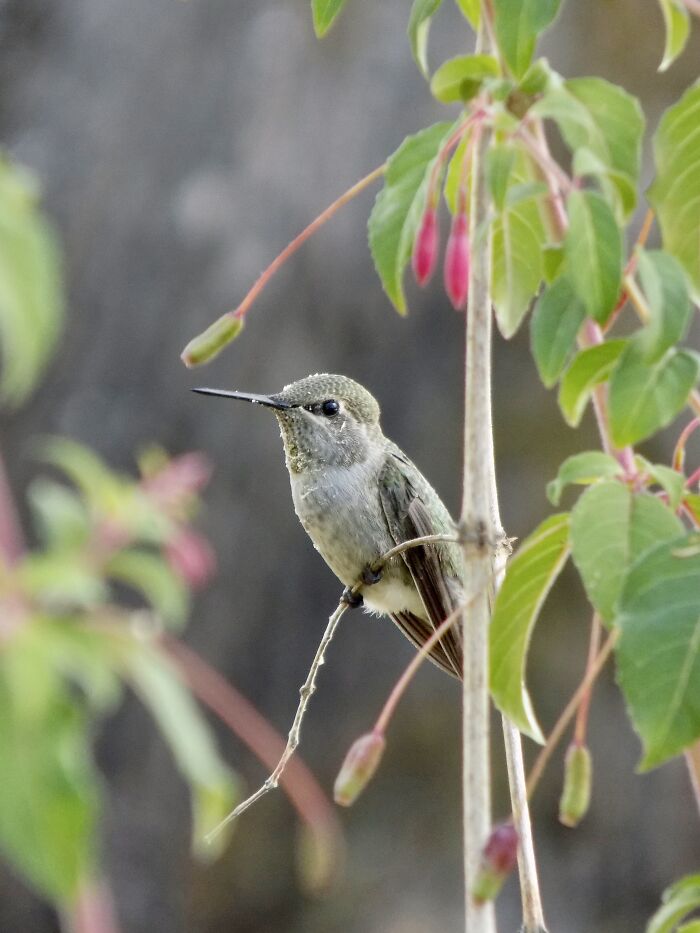 Female Hummingbird