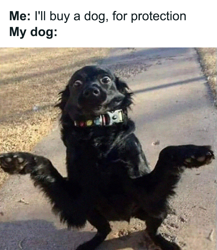 Black dog with a confused expression and paws raised, featured in a hilariously relatable memes post from an IG page.