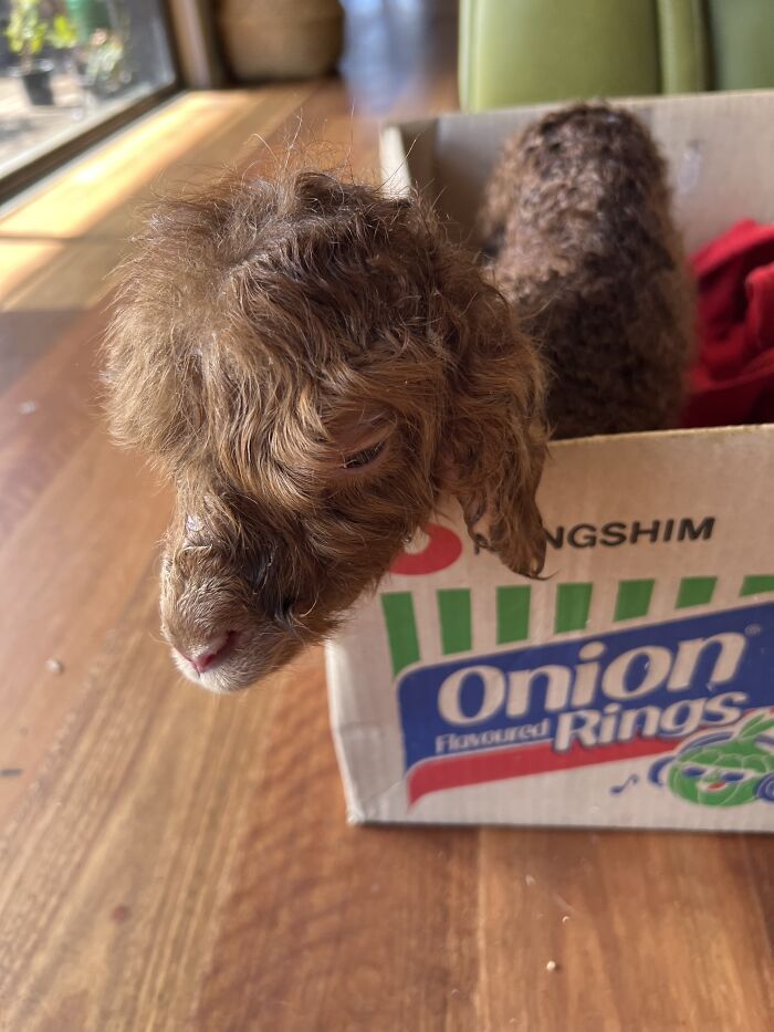 My Journey Of Hand-Rearing An Abandoned Lamb; Here Are The First Six Days