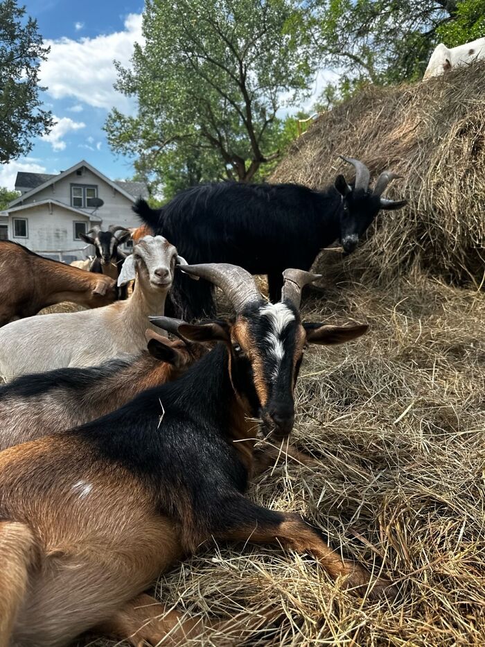 Rescue Goats And Sheep Living Their Best Life (37 Pics)