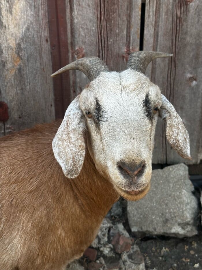 Rescue Goats And Sheep Living Their Best Life (37 Pics)