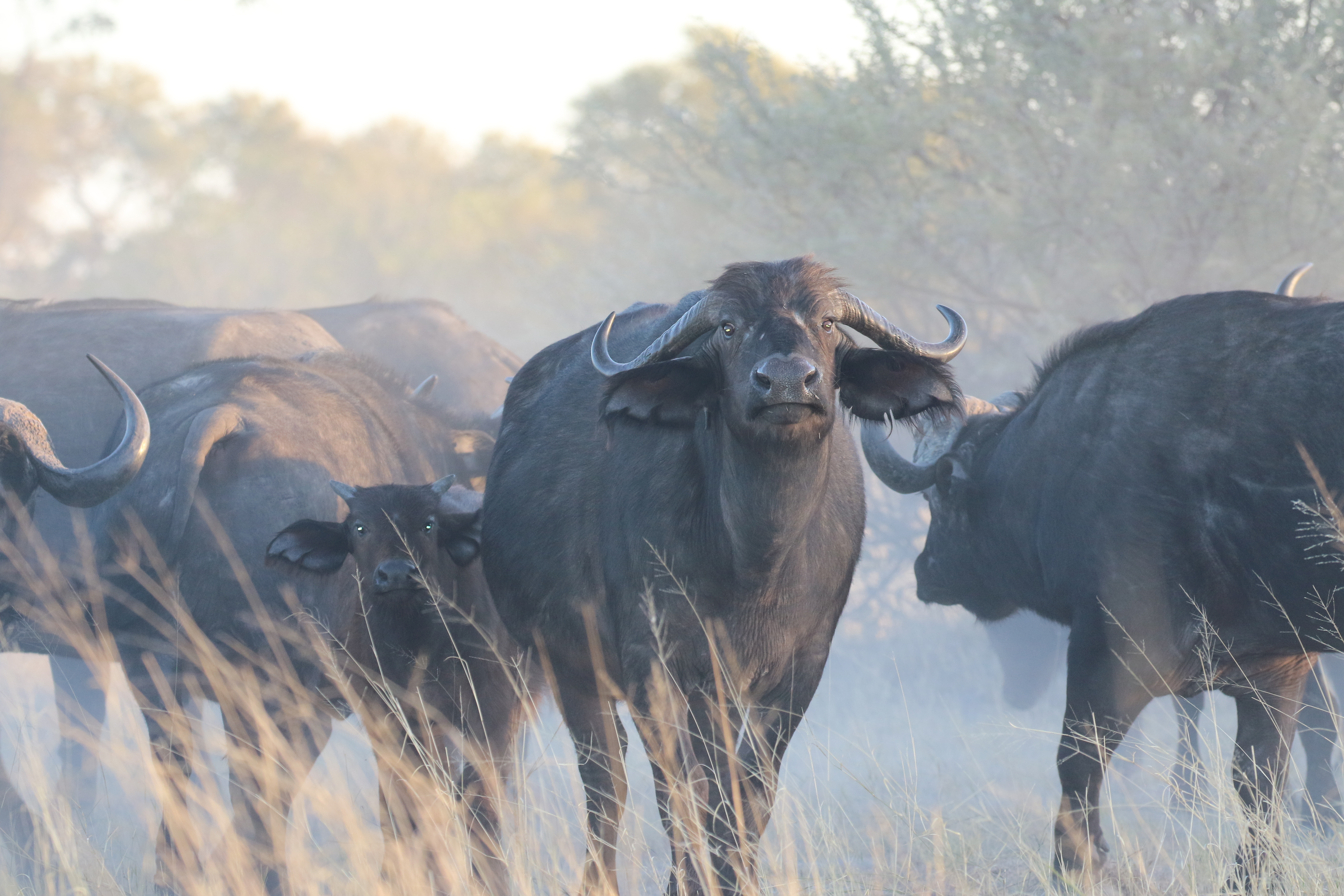 Buffalo At Sunrise