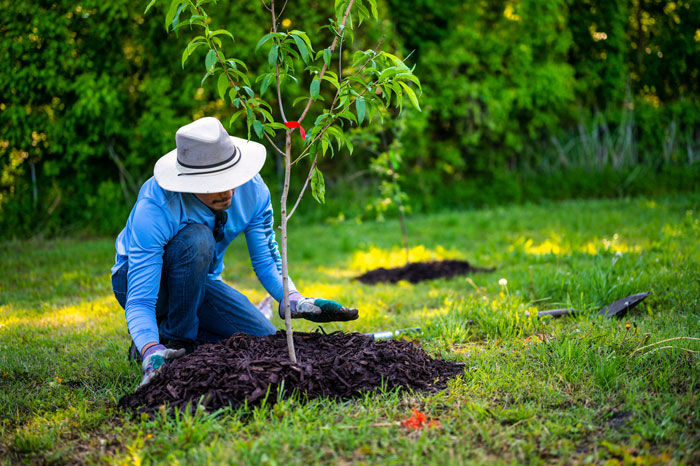 Family Drama Ensues As Entitled Woman Uproots Nice Magnolia Tree In Her Nephew's Garden