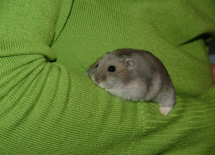 Parent Won&rsquo;t Make Son Change Hamster's Name Which SIL Wants For Her Child, She Absolutely &ldquo;Blows Up&rdquo;