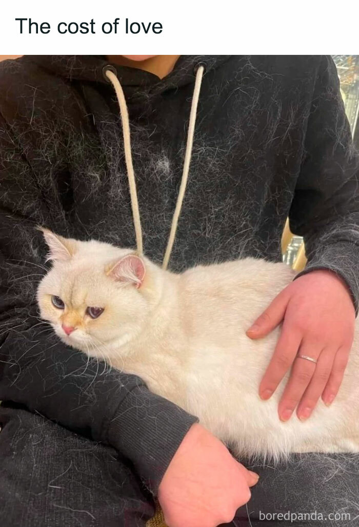 Funny-Kitty-Litterposting-Pictures