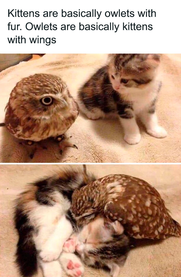 Funny-Kitty-Litterposting-Pictures