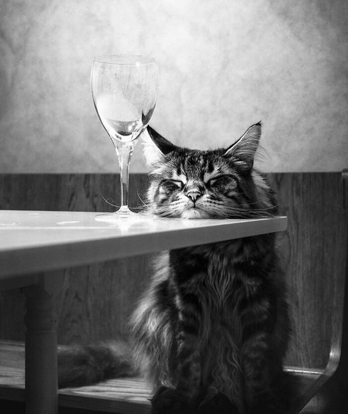 I Collected The Best Cat Photographs From This Street Photographers Account (47 Pics)