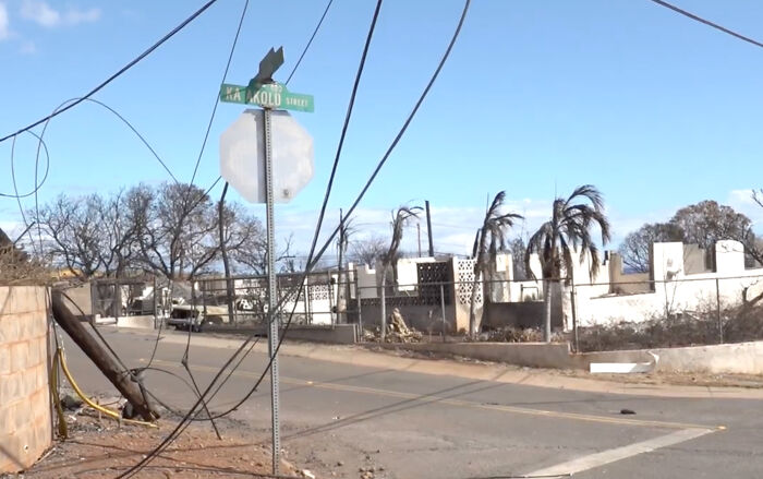 Hope Among Ashes As Maui Community Unites In Helping Wildlife Impacted By Fire