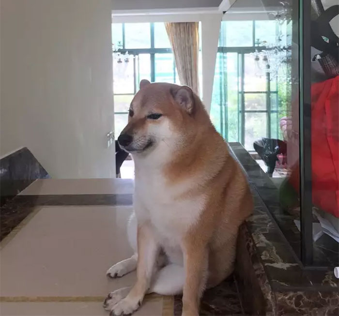 The Internet Is Devastated After 'Doge' Meme Star, Cheems, Passes Away After Undergoing Surgery