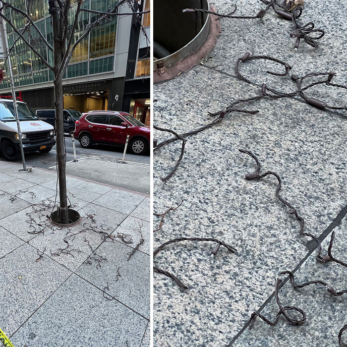 In NYC They Just Cut The Lights Off Of Trees After The Holidays And (I Assume) Throw Them Away