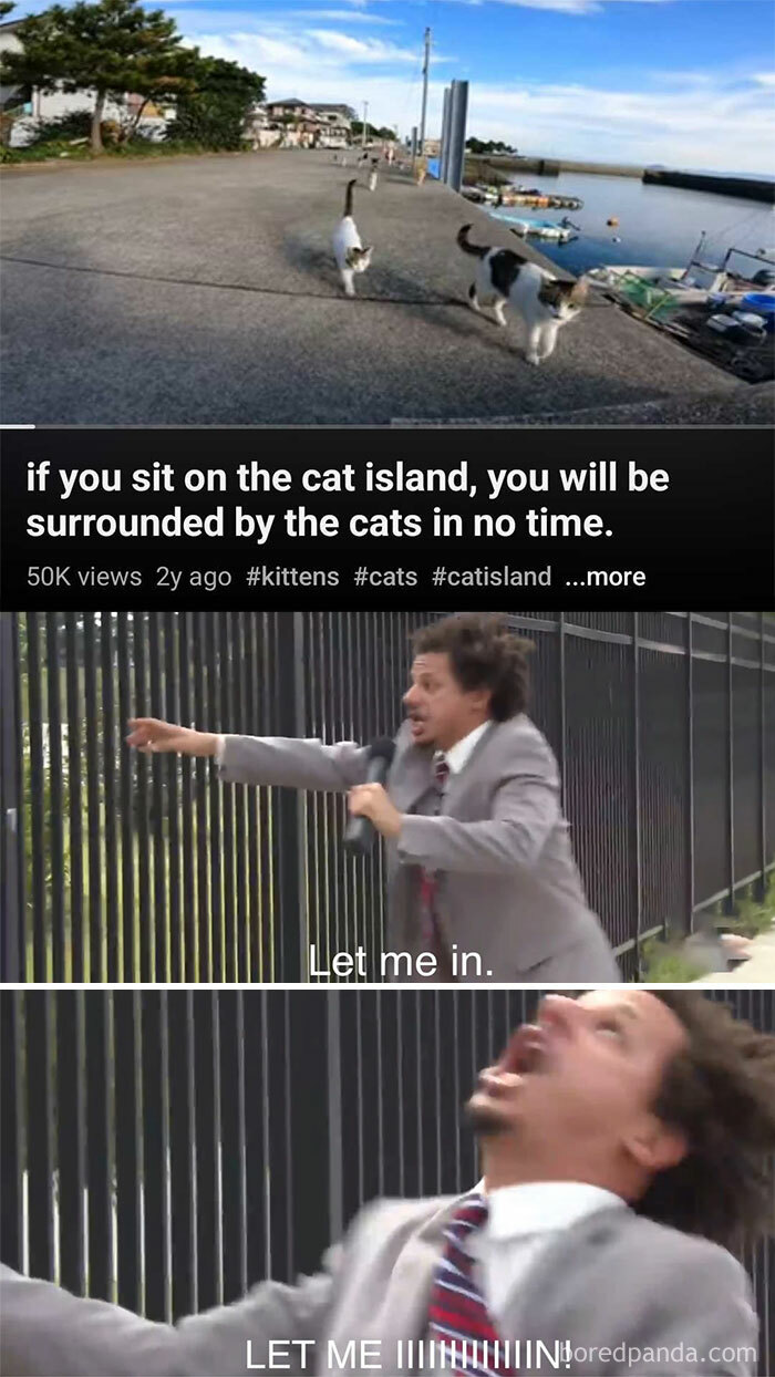 Funny-Kitty-Litterposting-Pictures