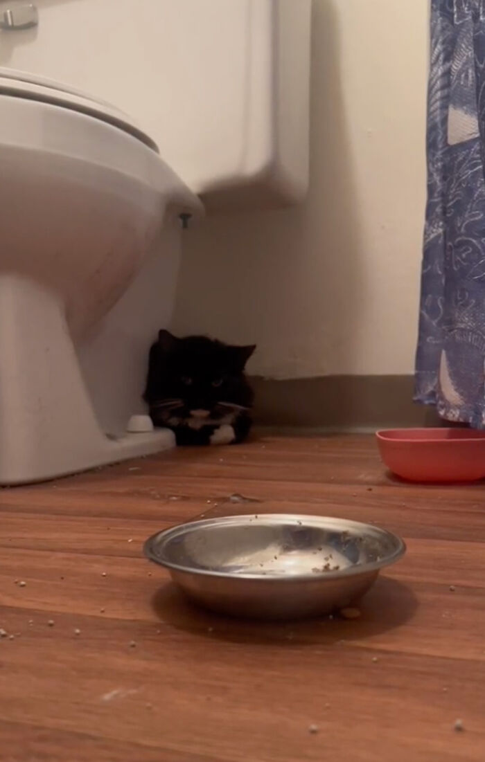 Determined Stray Comes To A Family On A Daily Basis Until They Adopt Him