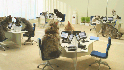 10+ Cats Caught Doing The Strangest Things