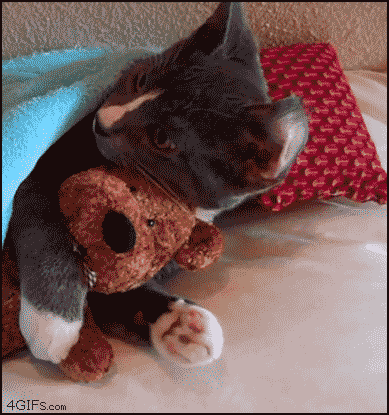 10+ Cats Caught Doing The Strangest Things