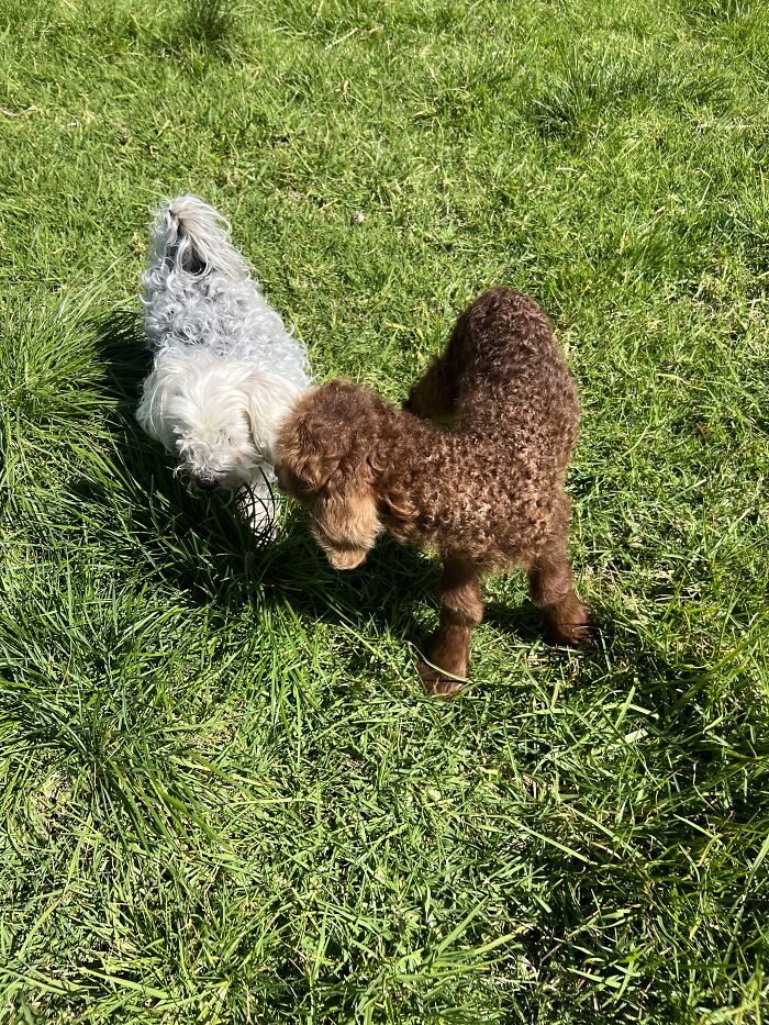 My Journey Of Hand-Rearing An Abandoned Lamb; Here Are The First Six Days