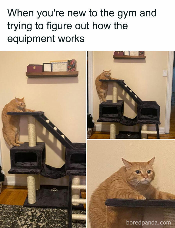 Funny-Kitty-Litterposting-Pictures