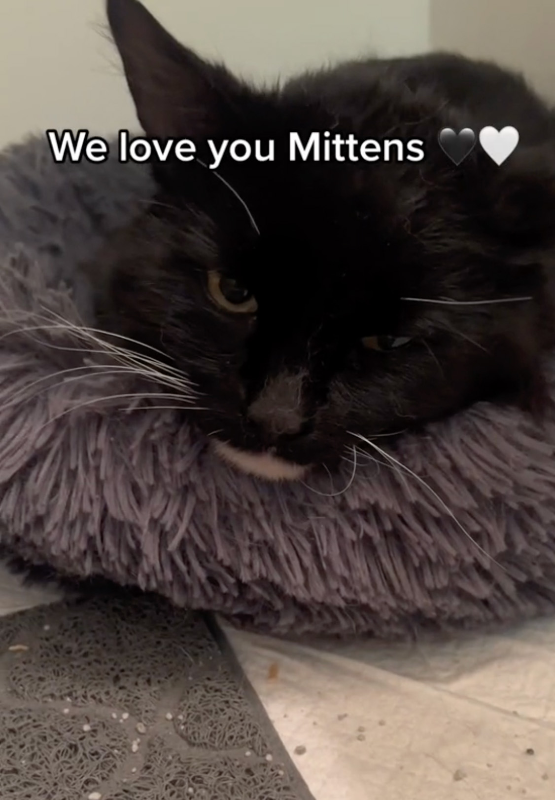 Determined Stray Comes To A Family On A Daily Basis Until They Adopt Him