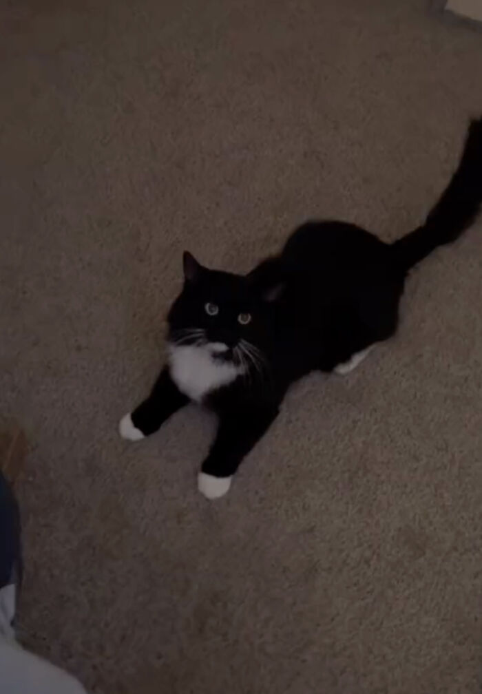 Determined Stray Comes To A Family On A Daily Basis Until They Adopt Him