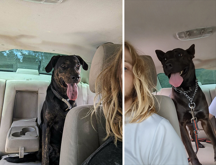 The Newest Addition To Our Family, Bruno And My Pitty Mix / Bruno's New Best Friend Desi