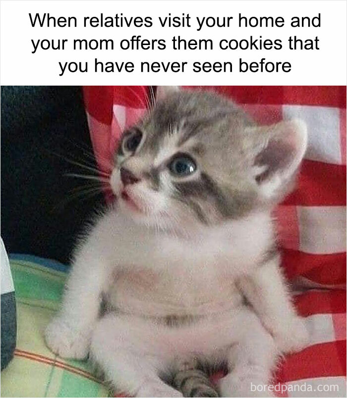 Adorable kitten sitting with a bewildered expression, embodying a weird meme.