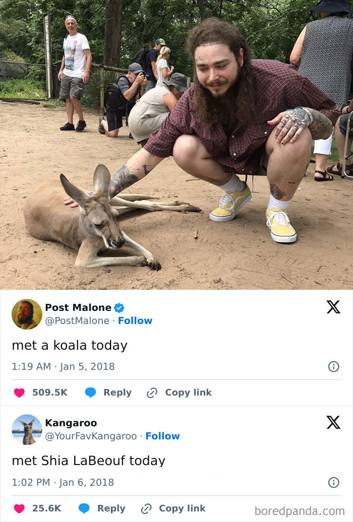Person crouching next to a relaxed kangaroo, with tweets featuring weird memes in the background.