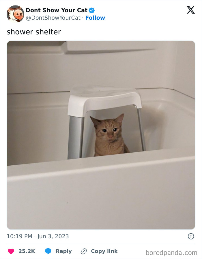 Silly-Cats-Catbraincell