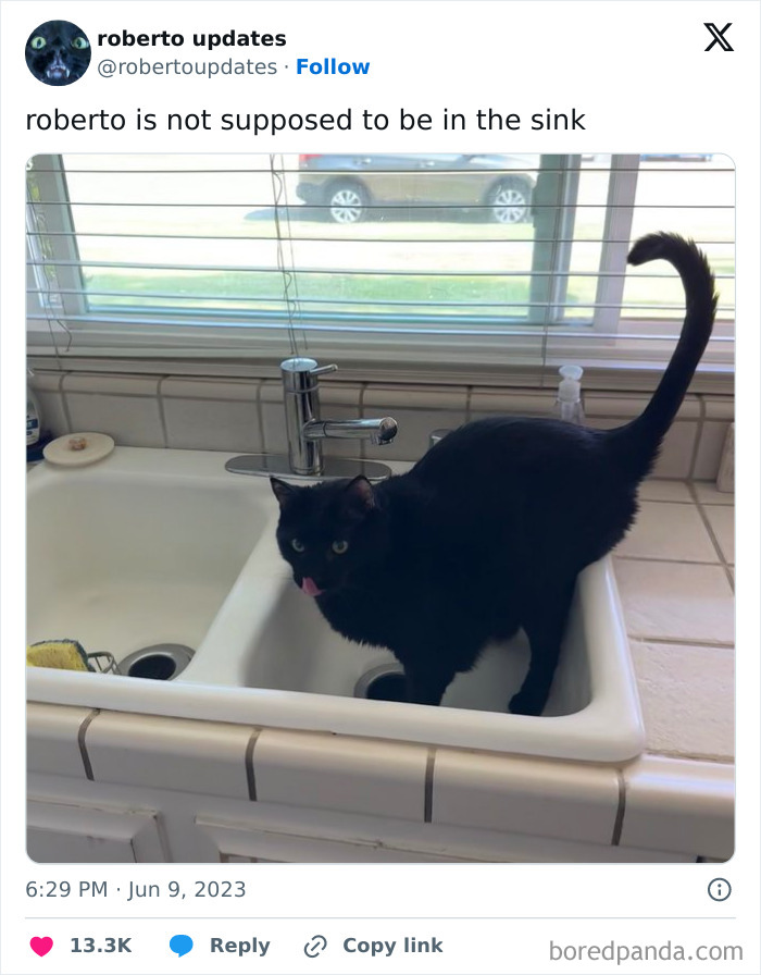 Silly-Cats-Catbraincell