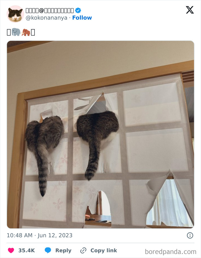 "Cats Who Share One Braincell": 50 Cats That Don't Seem Very Smart (New Pics)