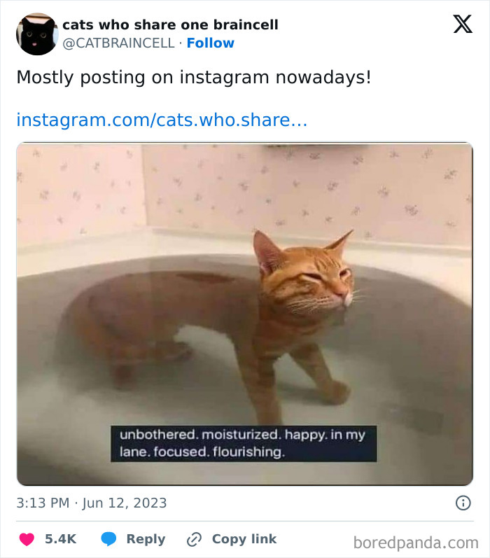 Silly-Cats-Catbraincell