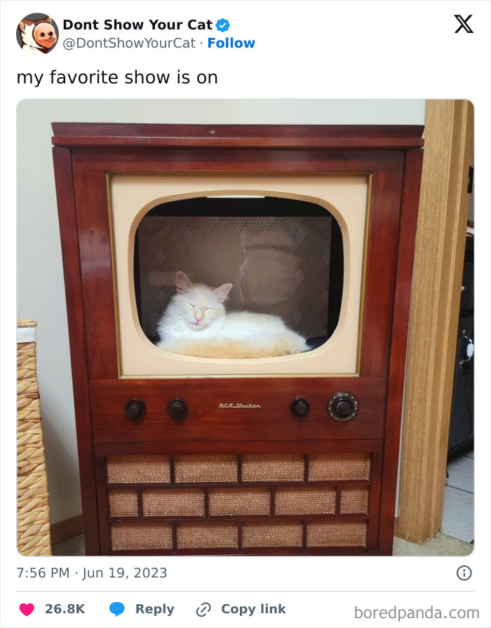 Silly-Cats-Catbraincell