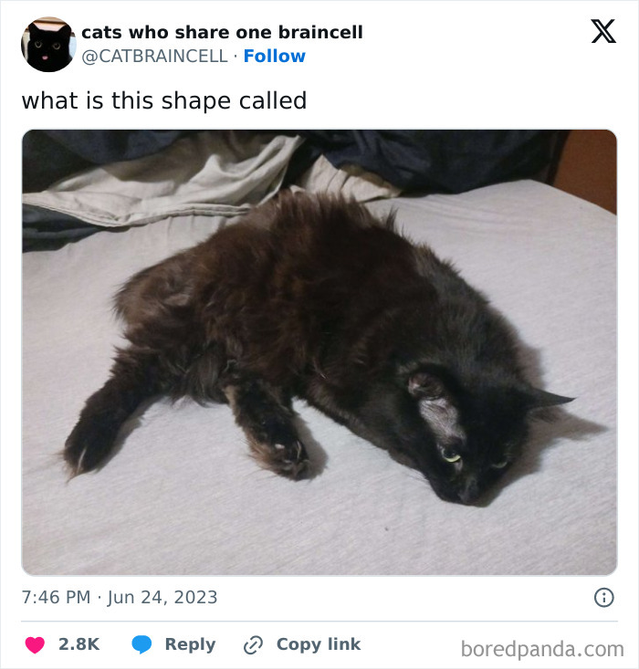 Silly-Cats-Catbraincell